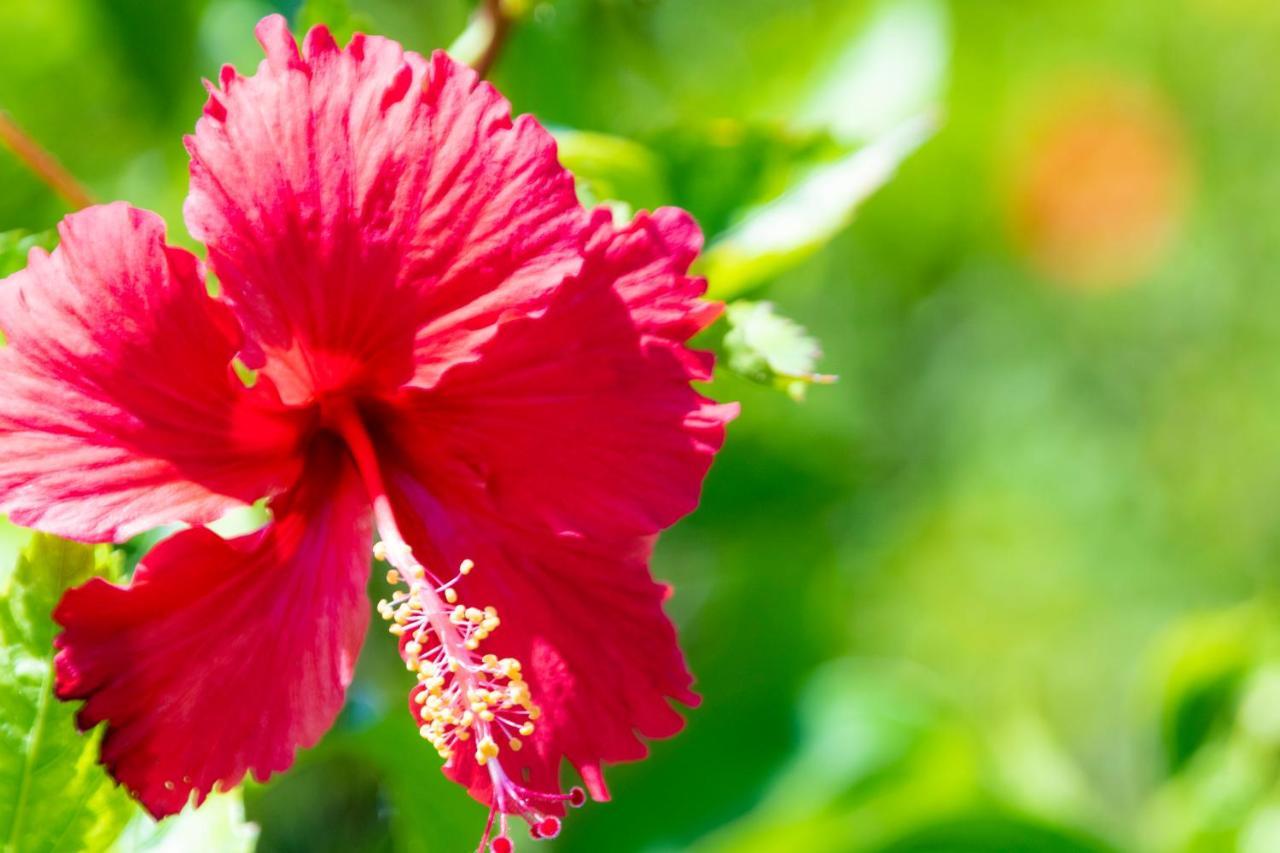 Hewitt Resort Naha Exterior photo Hibiscus
